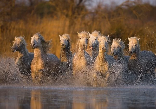 France, Provence. White Camargue horses running through water. Credit as: Jim Zuckerman