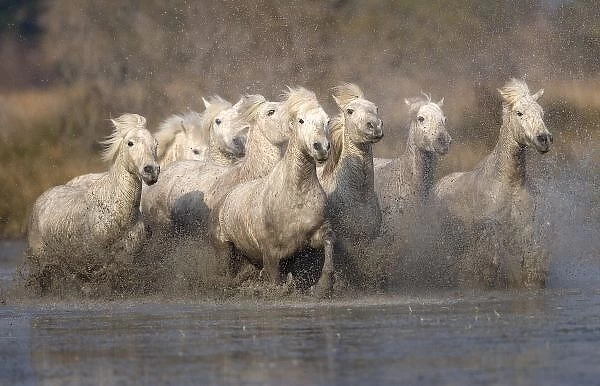 France, Provence. White Camargue horses running through muddy water. Credit as: Jim
