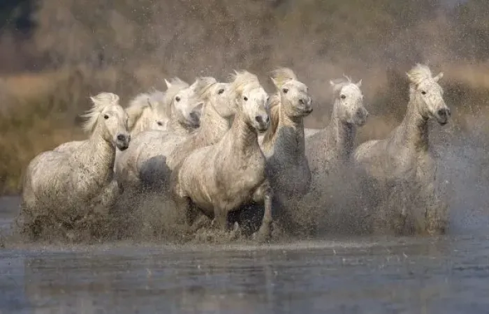 Framed Print : France, Provence. White Camargue horses running through muddy water. Credit as: Jim