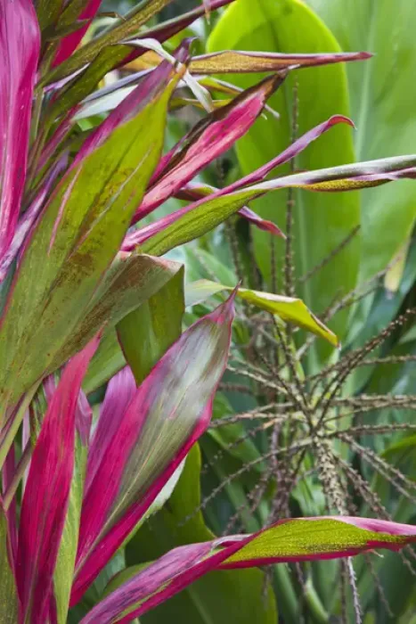 Framed Print : France, Reunion Island, East Reunion, Piton Ste-Rose, Leaves of the Croton plant Framed Print : France, Reunion Island, East Reunion, Piton Ste-Rose, Leaves of the Croton plant