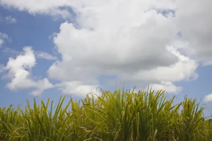 Framed Print : France, Reunion Island, Les Makes, Sugar Cane Framed Print : France, Reunion Island, Les Makes, Sugar Cane