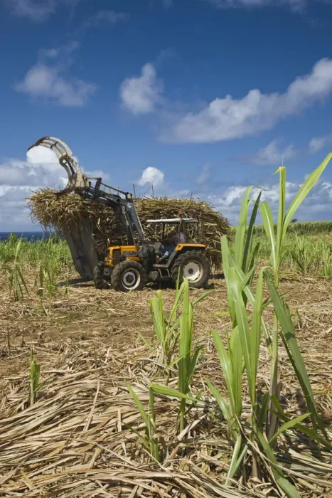 Framed Print : France, Reunion Island, South Reunion, St-Philippe, sugar cane field