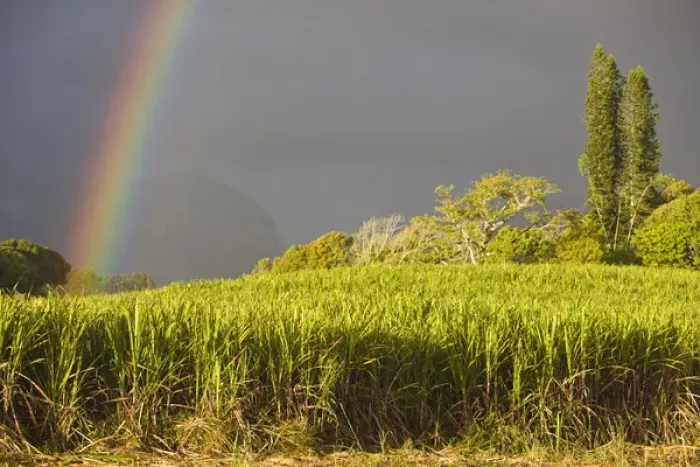 Framed Print : France, Reunion Island, St-Andre, Cirque de Salazie, Sugar Cane Field with Rainbow Framed Print : France, Reunion Island, St-Andre, Cirque de Salazie, Sugar Cane Field with Rainbow