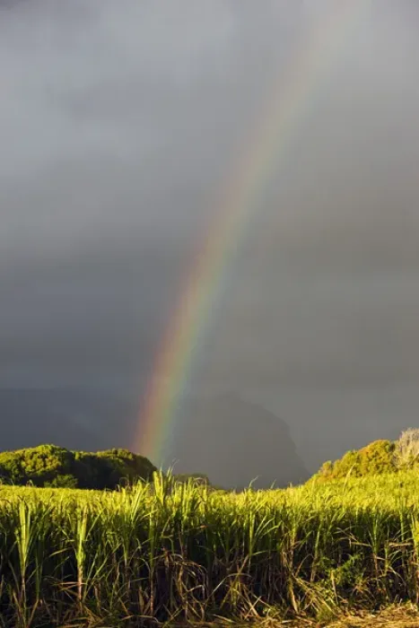 Framed Print : France, Reunion Island, St-Andre, Cirque de Salazie, Sugar Cane Field with Rainbow Framed Print : France, Reunion Island, St-Andre, Cirque de Salazie, Sugar Cane Field with Rainbow