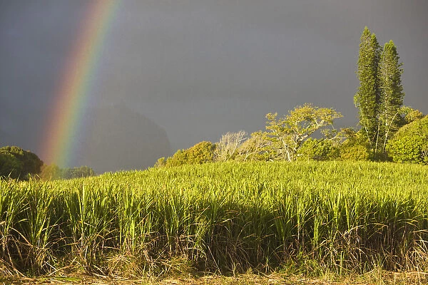 France, Reunion Island, St-Andre, Cirque de Salazie, Sugar Cane Field with Rainbow