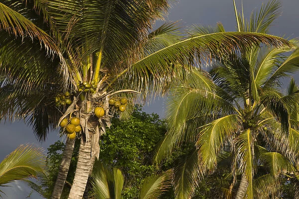 France, Reunion Island, St-Gilles-Les-Bains, palm tree
