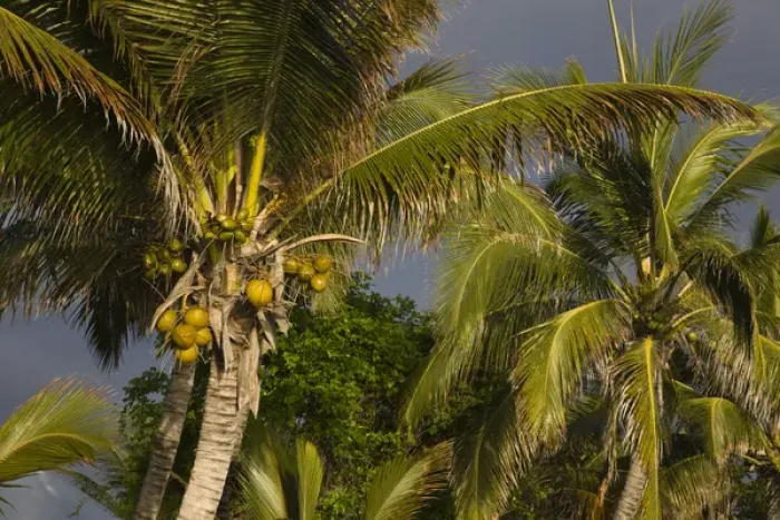 Framed Print : France, Reunion Island, St-Gilles-Les-Bains, palm tree
