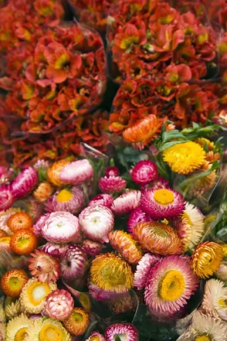Framed Print : France, Reunion Island, St-Paul, Seafront Market, flower market Framed Print : France, Reunion Island, St-Paul, Seafront Market, flower market
