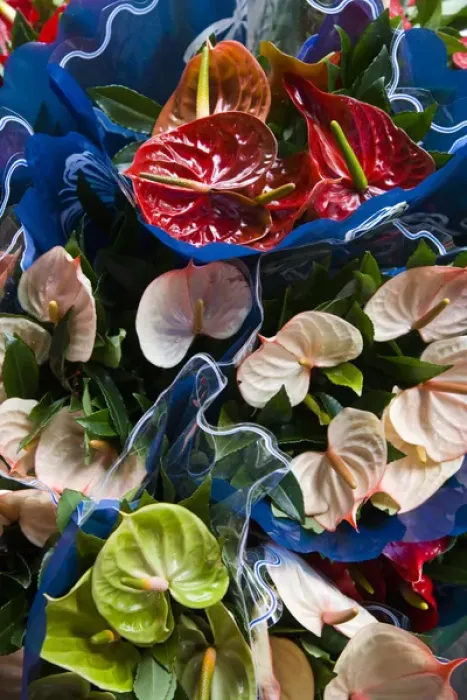 Framed Print : France, Reunion Island, St-Paul, Seafront Market, Flamingo Flower, anthurium andraeanum Framed Print : France, Reunion Island, St-Paul, Seafront Market, Flamingo Flower, anthurium andraeanum