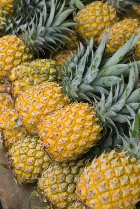 Framed Print : France, Reunion Island, St-Paul, Seafront Market, pineapples Framed Print : France, Reunion Island, St-Paul, Seafront Market, pineapples