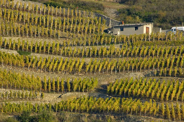 03. France, Rhone-Alps, Condrieu, stucco building among hillside vineyards