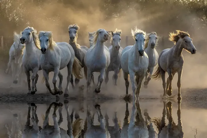 Framed Print : France, Saintes-Maries-de-la-Mer. White Camargue horses running through water. ©Jim Zuckerman / Jaynes Gallery / DanitaDelimont.com Framed Print : France, Saintes-Maries-de-la-Mer. White Camargue horses running through water. ©Jim Zuckerman / Jaynes Gallery / DanitaDelimont.com