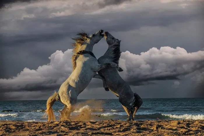 Framed Print : France, Saintes-Maries-de-la-Mer. White Camargue stallions fighting on ocean beach. ©Jim Zuckerman / Jaynes Gallery / DanitaDelimont.com Framed Print : France, Saintes-Maries-de-la-Mer. White Camargue stallions fighting on ocean beach. ©Jim Zuckerman / Jaynes Gallery / DanitaDelimont.com