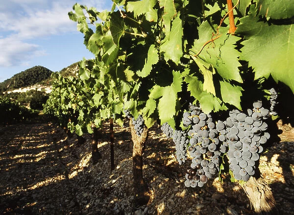 France, Seguret, Vaucluse, Provence-Alpes-Cote d Azur, Grapes in vineyard, close-up
