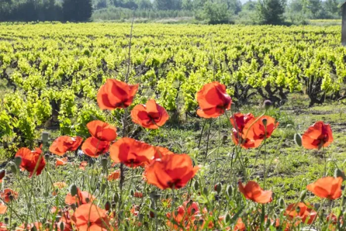 Framed Print : France, Southern France, poppy fields near St. Remy, Provence Framed Print : France, Southern France, poppy fields near St. Remy, Provence