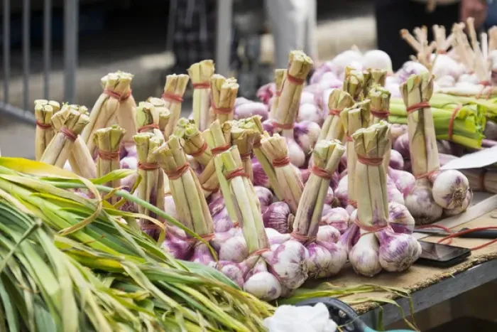 Framed Print : France, Southern France, St. Remy. Local Street market, garlic and onions Framed Print : France, Southern France, St. Remy. Local Street market, garlic and onions