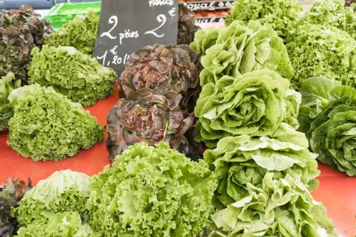Framed Print : France, Southern France, St. Remy. Street market. Lettuce Framed Print : France, Southern France, St. Remy. Street market. Lettuce