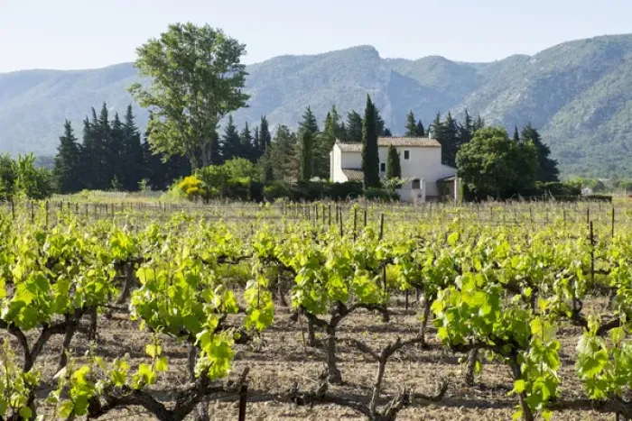Framed Print : France, St. Remy, Vineyards. Luberon. Editorial Use Only Framed Print : France, St. Remy, Vineyards. Luberon. Editorial Use Only