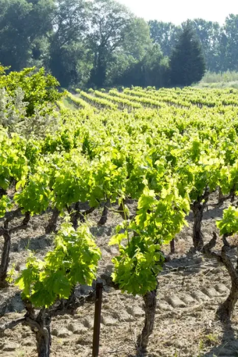 Framed Print : France, St. Remy, Vineyards. Luberon Framed Print : France, St. Remy, Vineyards. Luberon