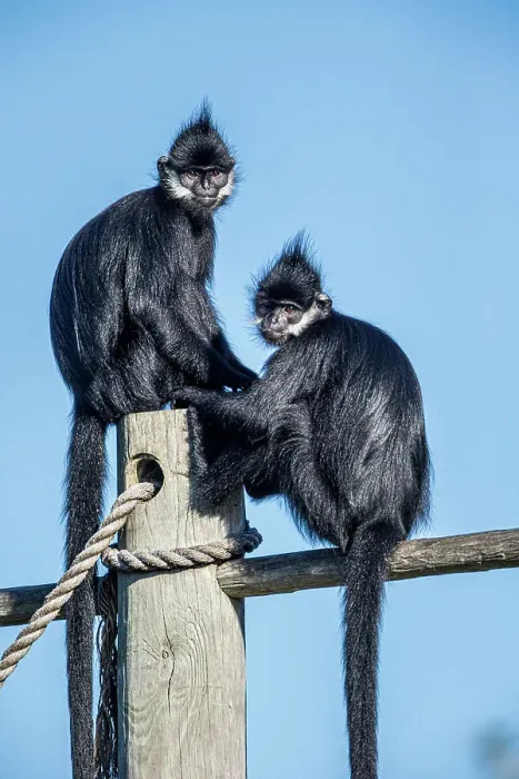 Framed Print : The Francois langur comes from Laos Framed Print : The Francois langur comes from Laos