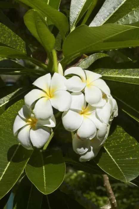 Framed Print : Frangipani flowers (Plumeria), Nadi, Viti Levu, Fiji, South Pacific