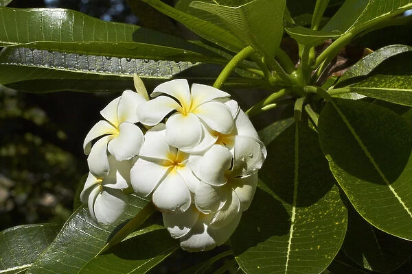 Frangipani flowers (Plumeria), Nadi, Viti Levu, Fiji, South Pacific
