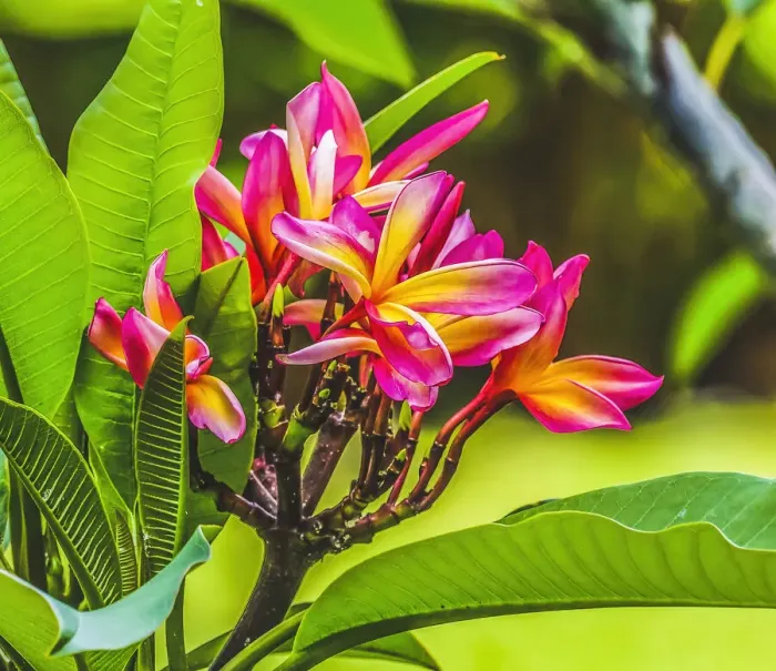 Framed Print : Frangipani Plumeria, Moorea, Tahiti, French Polynesia