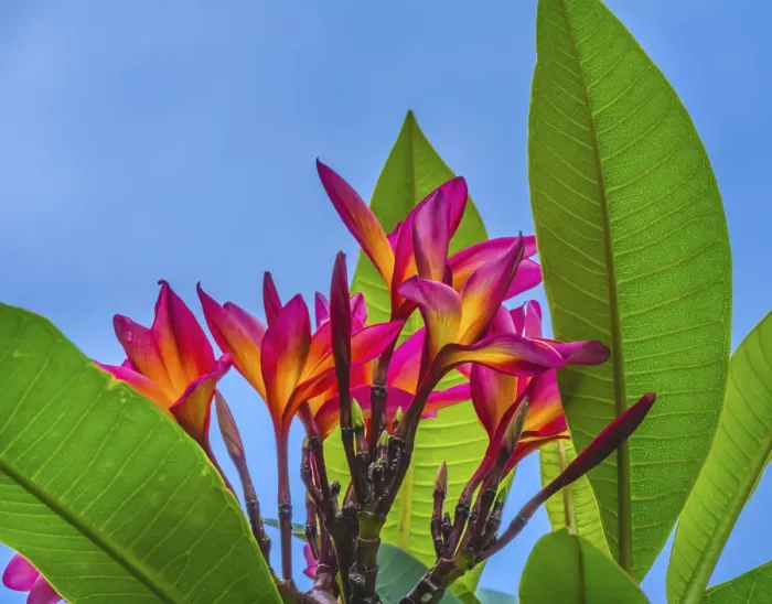 Framed Print : Frangipani Plumeria, Moorea, Tahiti, French Polynesia Framed Print : Frangipani Plumeria, Moorea, Tahiti, French Polynesia