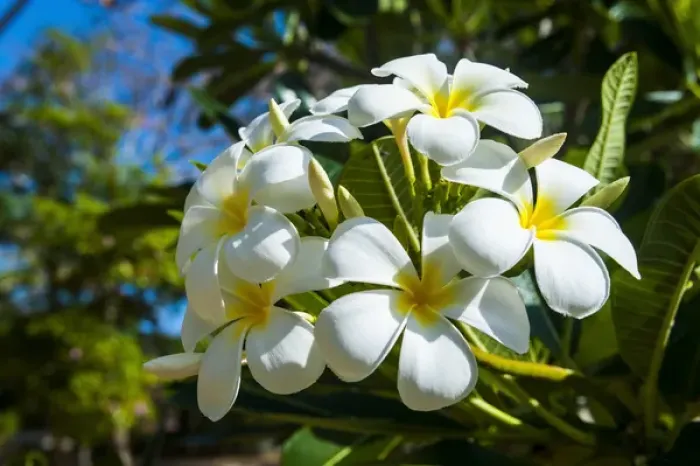 Framed Print : Frangipani (Plumeria) Saipan, Northern Marianas, Central Pacific Framed Print : Frangipani (Plumeria) Saipan, Northern Marianas, Central Pacific
