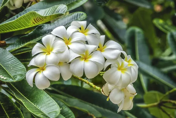 Framed Print : Frangipani plumeria, Waikiki, Honolulu, Hawaii. Plumeria flowers make fragrant beautiful leis Framed Print : Frangipani plumeria, Waikiki, Honolulu, Hawaii. Plumeria flowers make fragrant beautiful leis