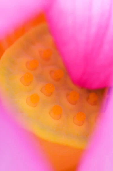 Franklin NC, Perrys Water Garden, Abstract of center of lotus blossom