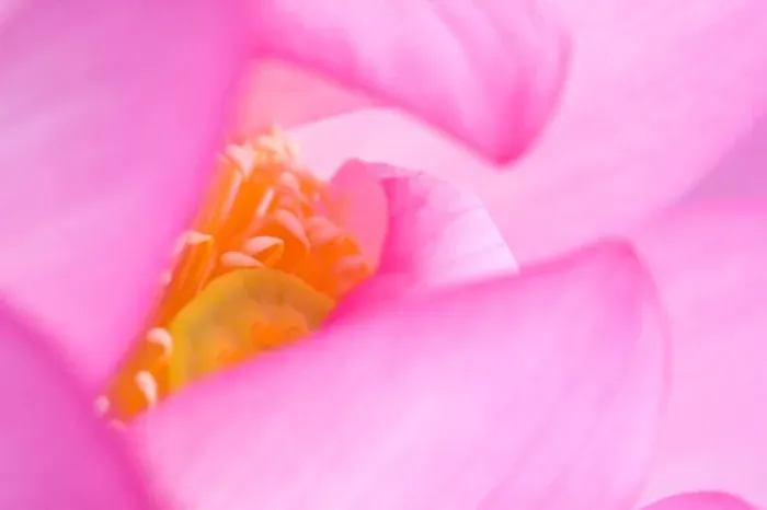 Framed Print : Franklin NC, Perrys Water Garden, Abstract of center of lotus blossom