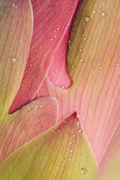 Framed Print : Franklin NC, Perrys Water Garden, Abstract of lotus flower petals Framed Print : Franklin NC, Perrys Water Garden, Abstract of lotus flower petals