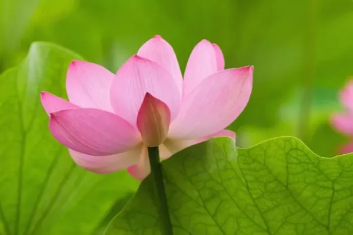 Framed Print : Franklin NC, Perrys Water Garden, Lotus blossom with leaves Framed Print : Franklin NC, Perrys Water Garden, Lotus blossom with leaves