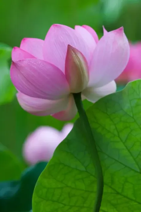 Framed Print : Franklin NC, Perrys Water Garden, Lotus blossom Framed Print : Franklin NC, Perrys Water Garden, Lotus blossom