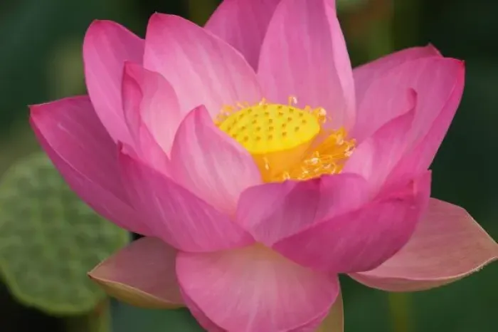 Framed Print : Franklin NC, Perrys Water Garden, Lotus blossom Framed Print : Franklin NC, Perrys Water Garden, Lotus blossom
