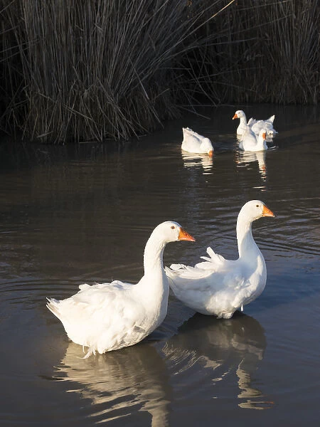 Free range domestic goose (Anser anser domesticus), swimming on a pond. Europe, Eastern Europe
