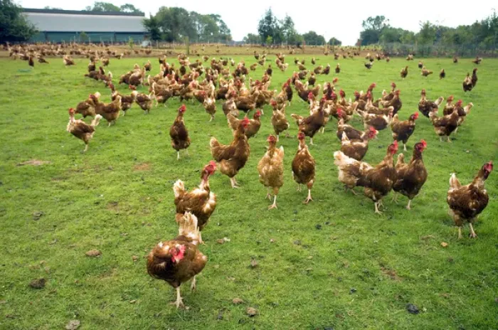 Framed Print : Free Range Hens on Organic Farm