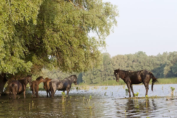 The free roaming horses of Maliuc. In the Delta horses roam free and sometimes are