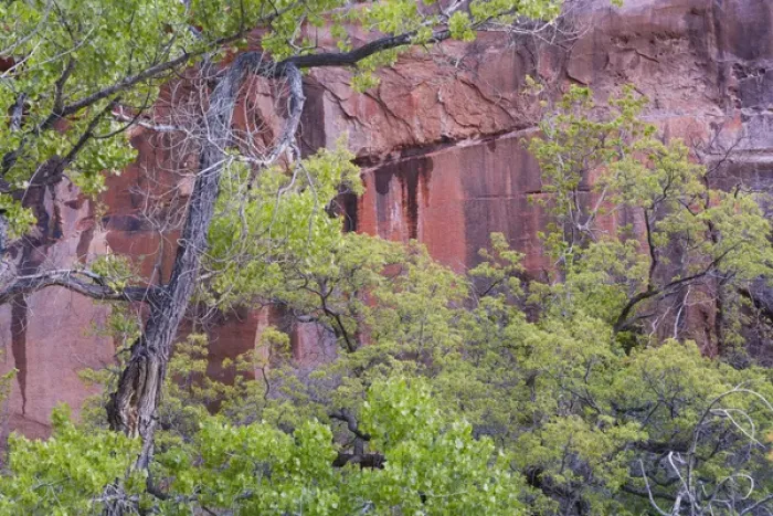 Framed Print : Fremont cottonwoods and pink cliffs, Zion National Park, Utah, USA Framed Print : Fremont cottonwoods and pink cliffs, Zion National Park, Utah, USA