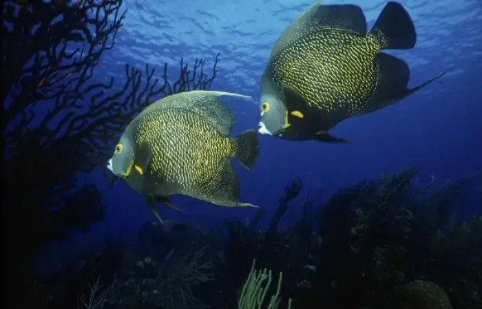 Framed Print : French Angel Fish, John Pennekamp State Park, Florida Keys, Key West, Florida