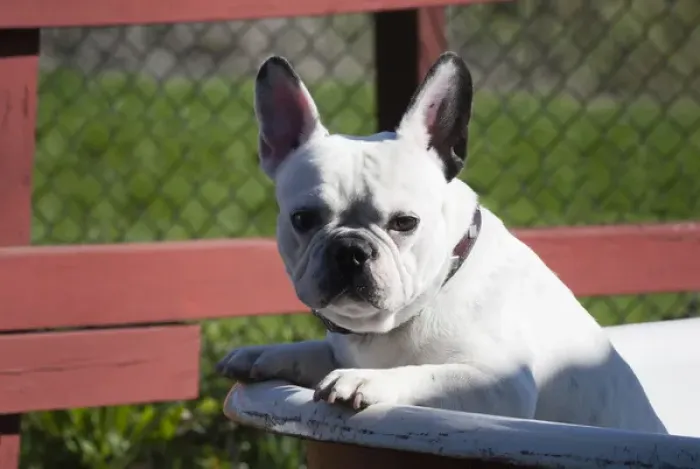 Framed Print : A French Bulldog coming out of an old bathtub placed outdoors