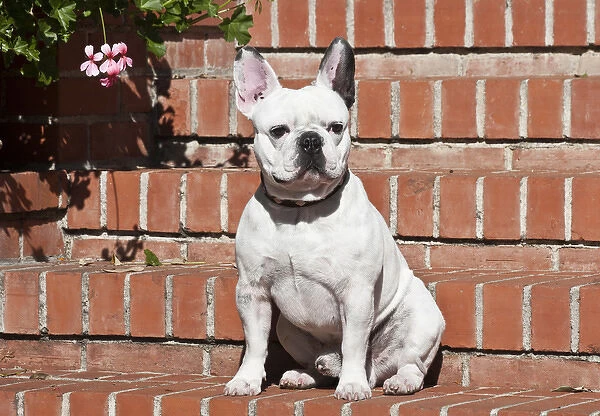 A French Bulldog sitting on a red brick stairway