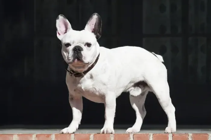 Framed Print : A French Bulldog standing on a red brick patio