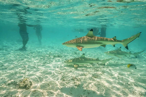 French Polynesia, Bora Bora. Black-tip reef sharks near tourists