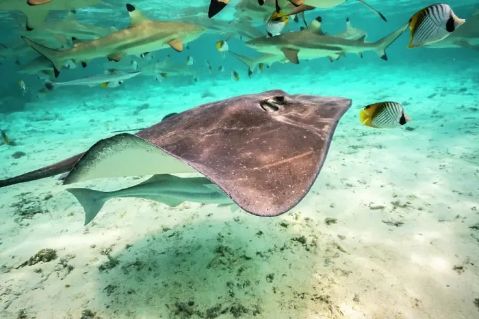 Framed Print : French Polynesia, Bora Bora. Black tip reef sharks and stingray Framed Print : French Polynesia, Bora Bora. Black tip reef sharks and stingray