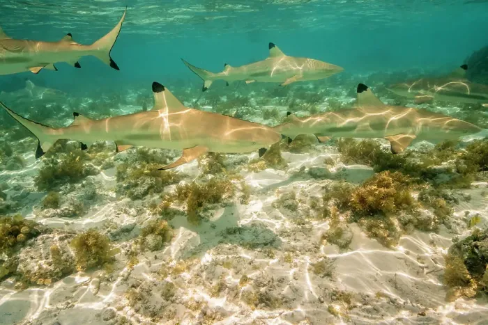Framed Print : French Polynesia, Bora Bora. Black-tipped reef sharks close-up