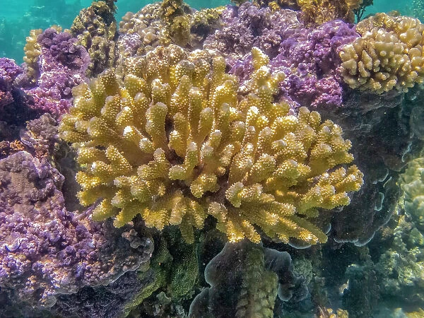French Polynesia, Bora Bora. Close-up of coral garden