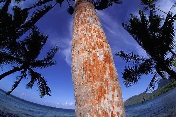 French Polynesia, Bora Bora, Palm trees