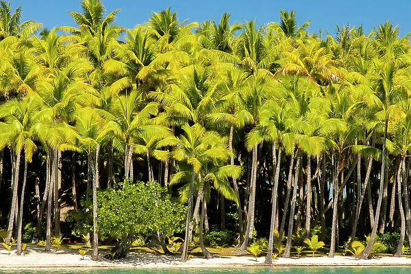 French Polynesia, Bora Bora. Palm trees and beach